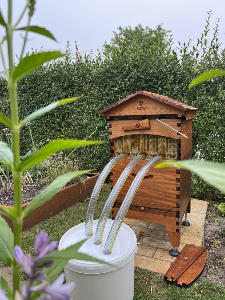 Collecting honey from Flow Hive